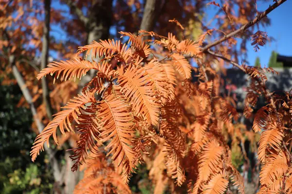 DawDawn redwood branches in autumn colors. Metasequoia glyptostroboides.