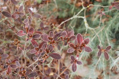 Donmuş açelya ve kırmızı yapraklar ilk donma, soğuk hava, donmuş su, don ve kımız. Makro atış. Kış başlangıcı. Bulanık arkaplan.