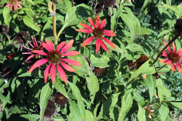 Red coneflower Cheyenne Spirit is blooming in the summer. Coneflowers bloom from June to August attractive to butterflies and other insect pollinators.