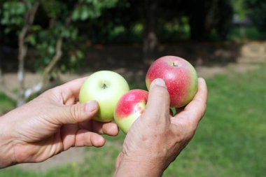 Yaz hasadında taze elmalar yerel tarım konseptinde taze elmalarla birlikte..