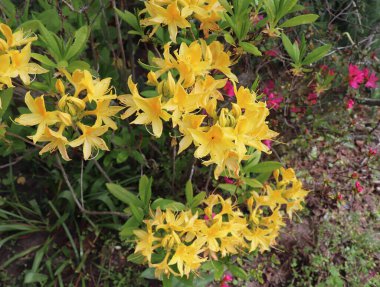 Büyük sarı açelya ya da organik bir bahçede Rhododendron. Açelyaların çiçek açtığı mevsim. Azaleas, Rhododendron familyasından gölgelere dayanıklı çiçekli çalılıklardır..