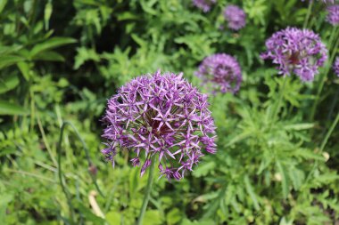 Amaryllis familyasından bir bitki türüdür. Amaryllis familyasına ait bir bitki türüdür..