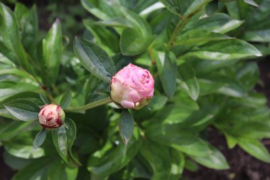 Norma Volz. Bahçedeki şakayık. Çiçekli bir şakayık, yeşil arka planda mükemmel durur. Bahar arka planı. Çiçek, bahar, bitki. Çiçek fotoğraf konsepti tebrik kartları.