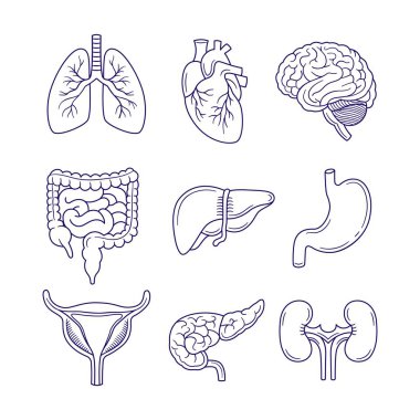 Set of Human internal organ outline doodle hand drawn vector illustration clipart