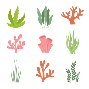 Mercan resifi ve bitki vektör nesnesi. Beyaz arka planda izole edilmiş sualtı okyanus florası çizimi