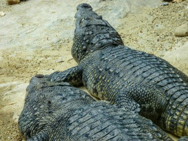 Austria, Vienna, Europe,  a large crocodile alligator in the dirt clipart