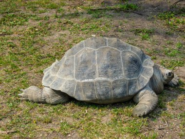 Avusturya, Viyana, Avrupa, çimlerin üzerinde bir kaplumbağaya yakın çekim