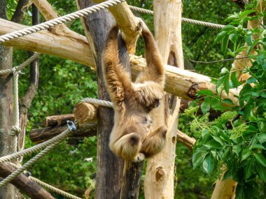 Avusturya, Viyana, Avrupa, bir hayvana yakın çekim