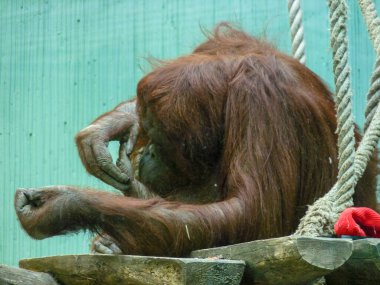 Avusturya, Viyana, Avrupa, bir şempanzeye yakın çekim