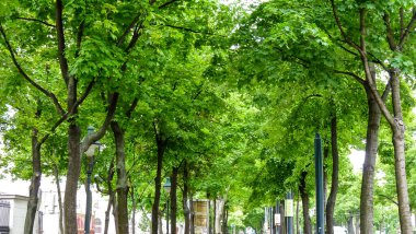 Avusturya, Viyana, Avrupa, ormandaki bir ağaç