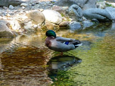 Avusturya, Viyana, Avrupa, suda yüzen bir ördek
