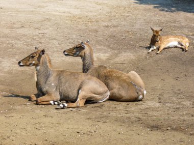 Avusturya, Viyana, Avrupa, Geyik yerde yatıyor