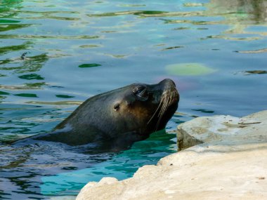 Avusturya, Viyana, Avrupa, bir su kütlesi içinde yüzen bir fok.