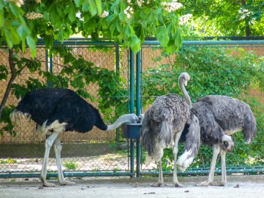 Avusturya, Viyana, Avrupa, bölgede çitlerle çevrili bir devekuşu.