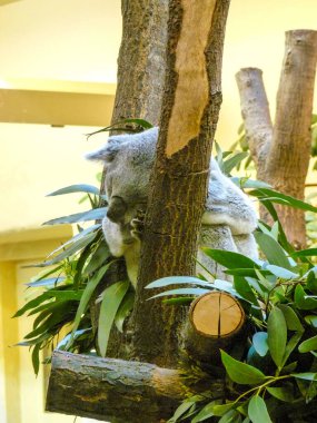 Avusturya, Viyana, Avrupa, bir koalaya yakın çekim