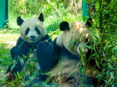 Avusturya, Viyana, Avrupa, çimenlerde oturan bir panda