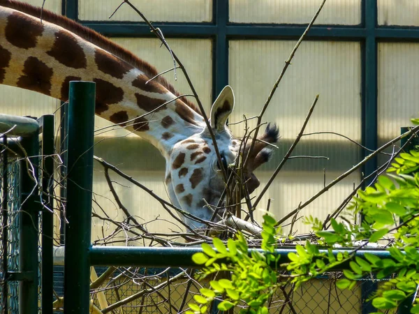 Austria Vienna Europe Giraffe Standing Next Wire Fence — Foto Stock