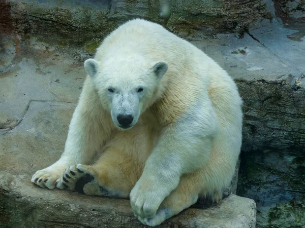 Austria Vienna Europe Polar Bear Sitting Rock — Foto Stock