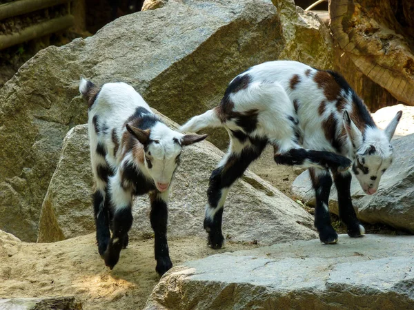 Austria Vienna Europe Goat Eating Hay — Foto Stock