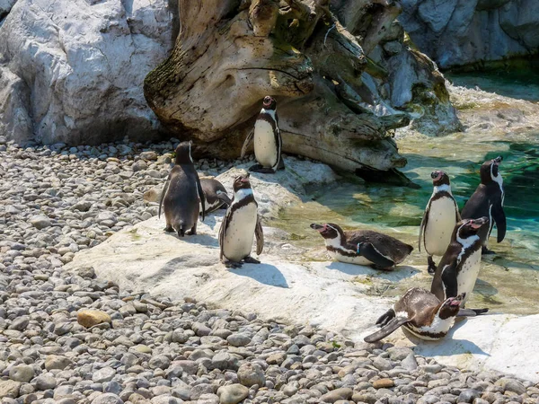 Avusturya, Viyana, Avrupa, kayalık bir sahilde duran bir penguen