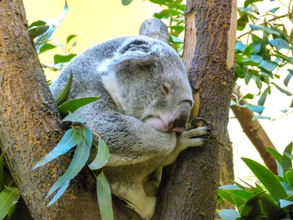 Austria Vienna Europe Close Koala Bear — Foto Stock