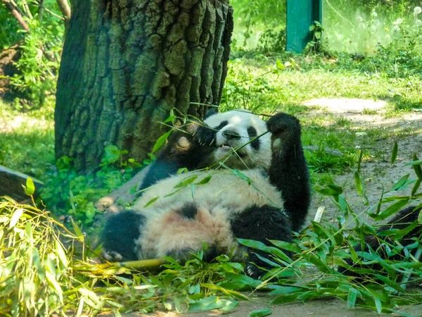 Austria Vienna Europe Panda Bear Sitting Grass — Foto Stock