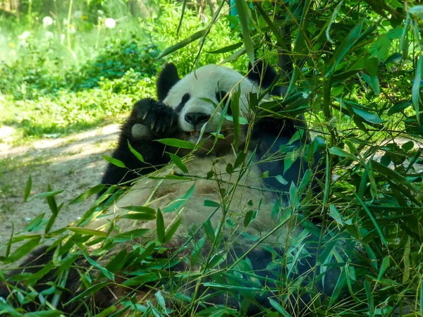 Austria Vienna Europe Panda Bear Sitting Grass — Foto Stock