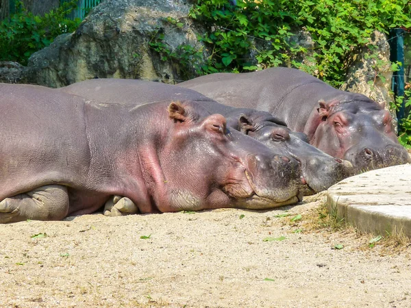 Austria, Vienna, Europe, an hippopotamus family lying on the ground