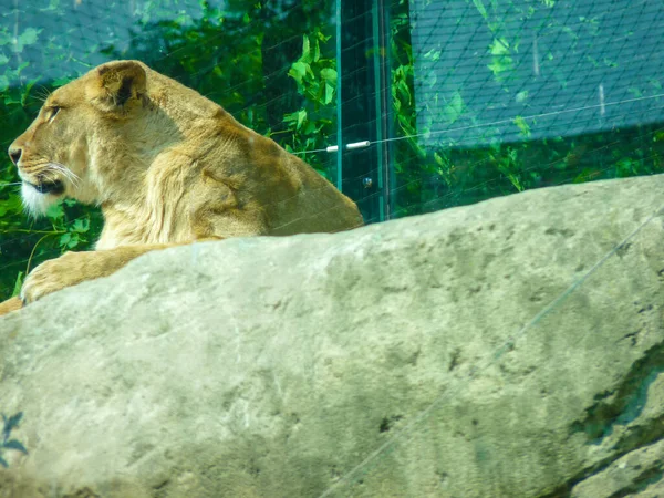 Austria Vienna Europe Lion Sitting Rock — Foto Stock