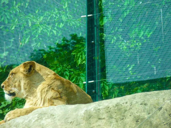 Austria Vienna Europe Lion Sitting Zoo Exhibit — Foto Stock