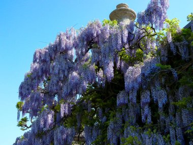Avusturya, Salzburg, Avrupa, bir grup mor çiçek ağaçta