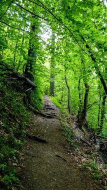 Avusturya, Salzburg, Avrupa, ormandaki bir ağaç