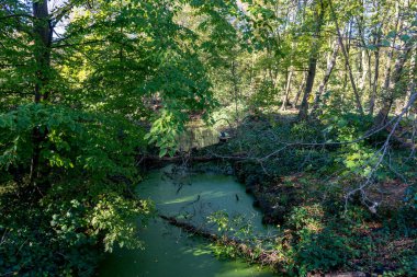 Hollanda, Lahey, Haagse Bos, Avrupa, ormanda gölet