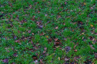 Hollanda, Lahey, Haagse Bos, Avrupa, çimlerde yapraklar