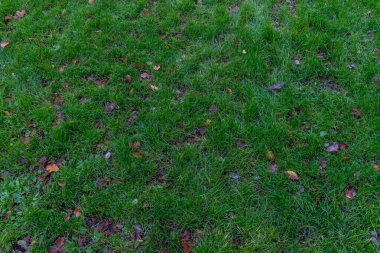 Hollanda, Lahey, Haagse Bos, Avrupa, çimlerde yapraklar