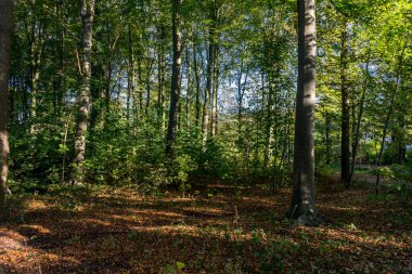Hollanda, Lahey, Haagse Bos, Avrupa, ormandaki ağaçlar