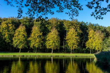 Hollanda, Lahey, Haagse Bos, Avrupa, ağaçlarla çevrili bir gölün tepesinde oturan bir kuş sürüsü.