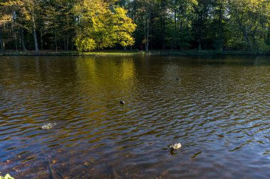 Hollanda, Lahey, Haagse Bos, Avrupa, bir gölete yakın.