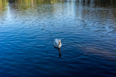 Hollanda, Lahey, Haagse Bos, Avrupa, bir su kütlesi içinde yüzen bir martı sürüsü