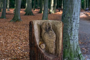 Hollanda, Lahey, Haagse Bos, Avrupa, bir ağaç gövdesine yakın çekim