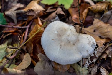 Hollanda, Lahey, Haagse Bos, Avrupa, mantar mantarı yetişiyor