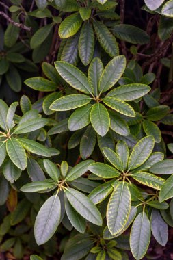Hollanda, Lahey, Haagse Bos, Avrupa, bir fabrikaya yakın çekim