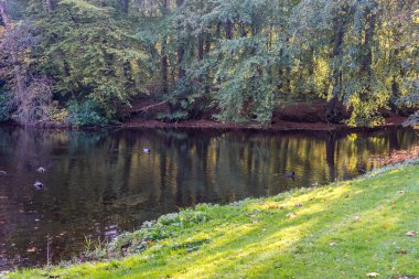 Hollanda, Lahey, Haagse Bos, Avrupa, ormanda gölet