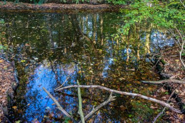 Hollanda, Lahey, Haagse Bos, Avrupa, ormanda gölet