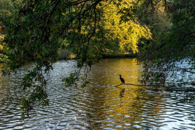 Hollanda, Lahey, Haagse Bos, Avrupa, ağaçlarla çevrili bir gölün tepesinde oturan bir kuş sürüsü.