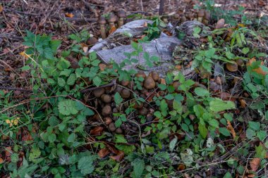 Hollanda, Lahey, Haagse Bos, Avrupa, bir bahçeye yakın çekim