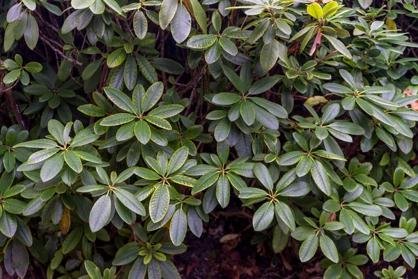 Hollanda, Lahey, Haagse Bos, Avrupa, bir fabrikaya yakın çekim