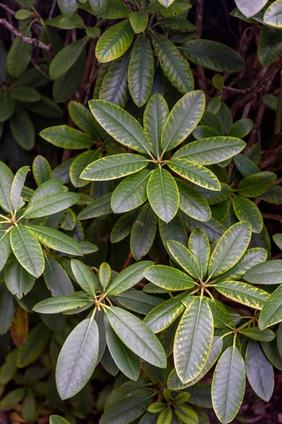 Hollanda, Lahey, Haagse Bos, Avrupa, bir fabrikaya yakın çekim
