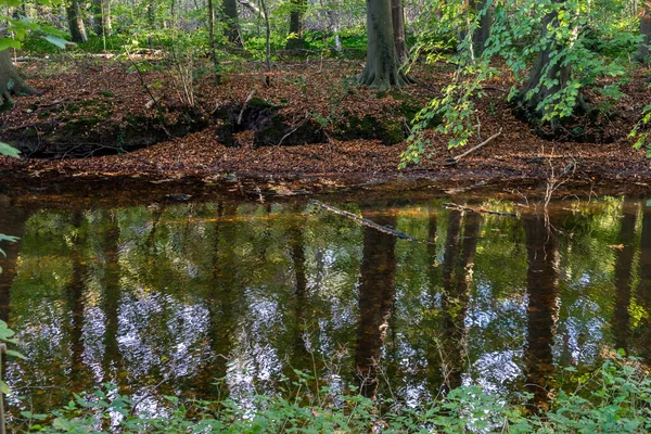 Hollanda, Lahey, Haagse Bos, Avrupa, ormanda gölet
