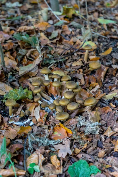 Netherlands Hague Haagse Bos Europe Fungus Fungii Mushroom Growing — Stock Fotó